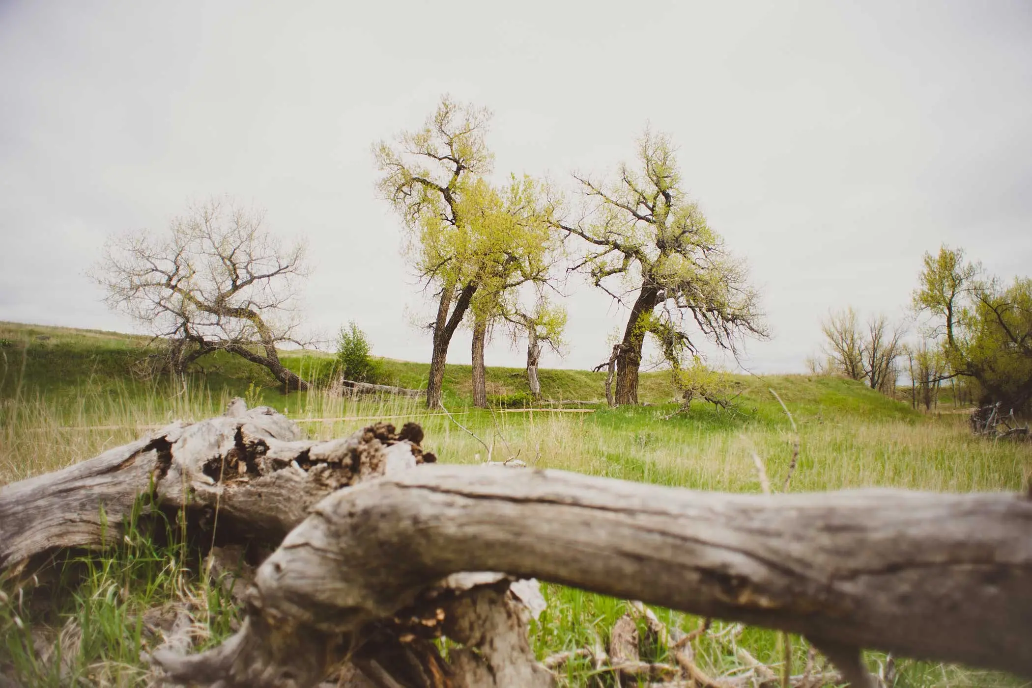 Cottonwood trees on the prairie