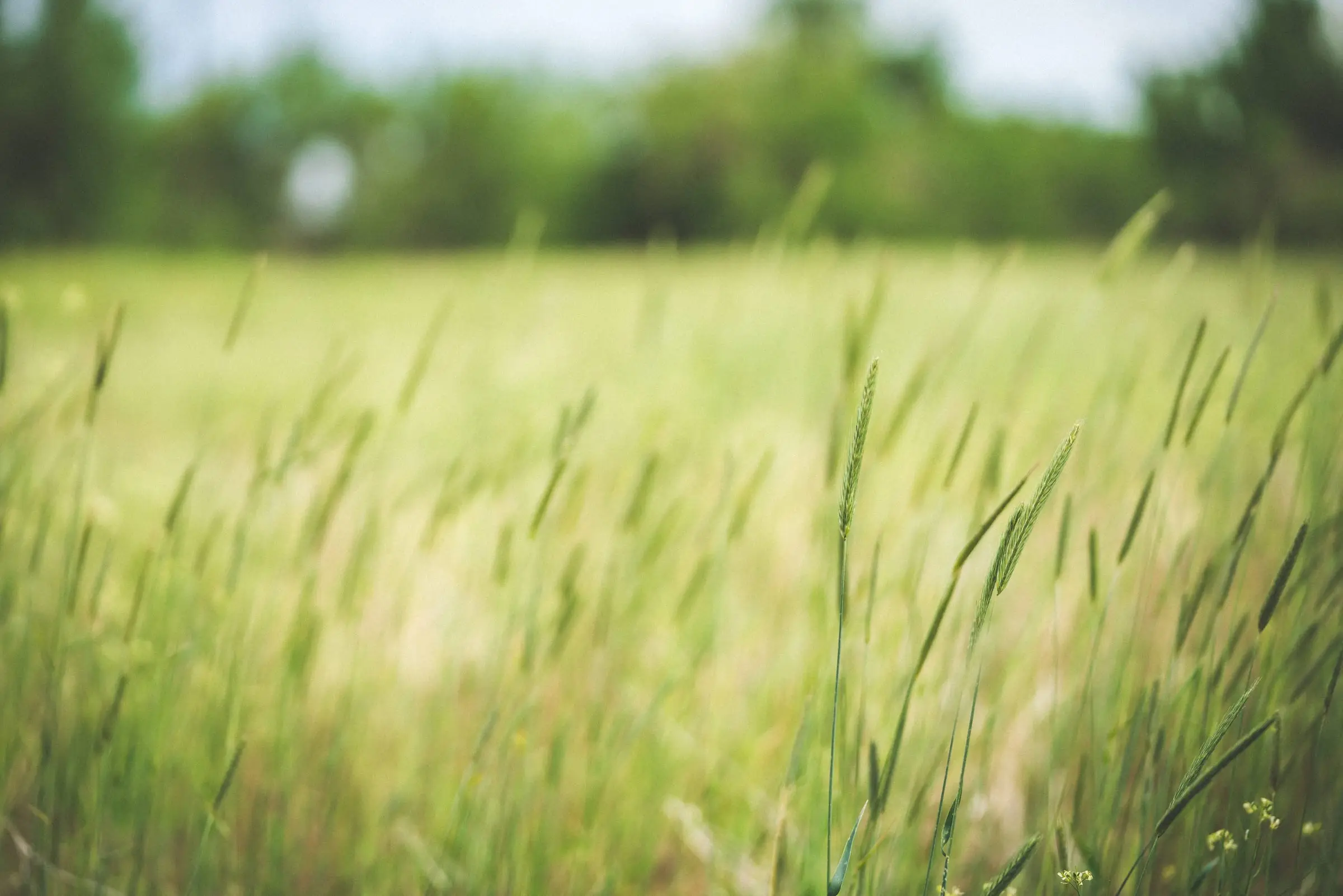 Prairie grass at Cottonwood Glen